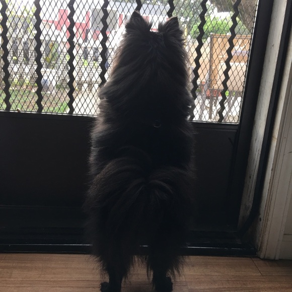 Teddy - Picture 3 of 8